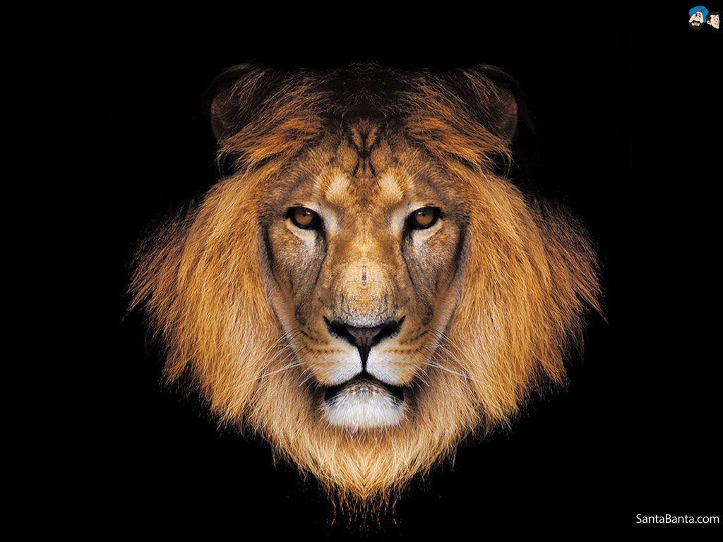1024x768 Cool Lion