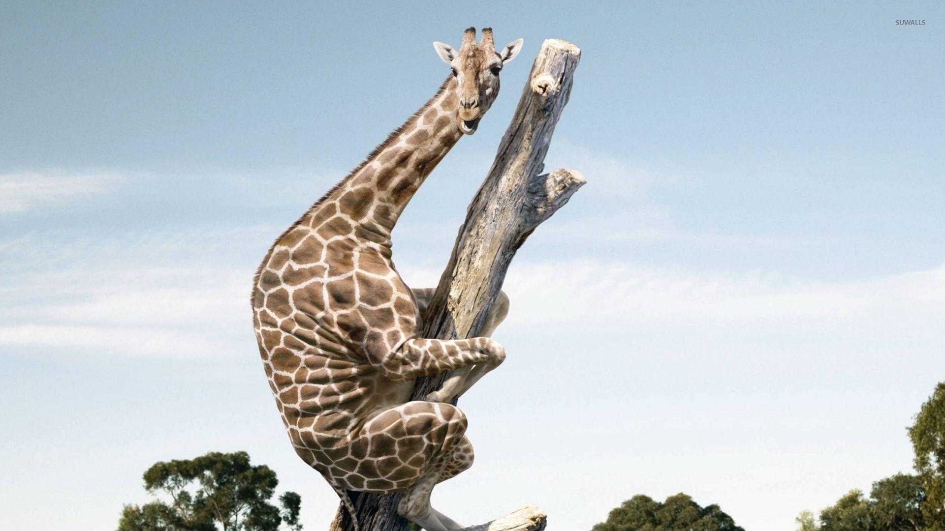1920x1080 Giraffe on a tree trunk wallpaper wallpaper