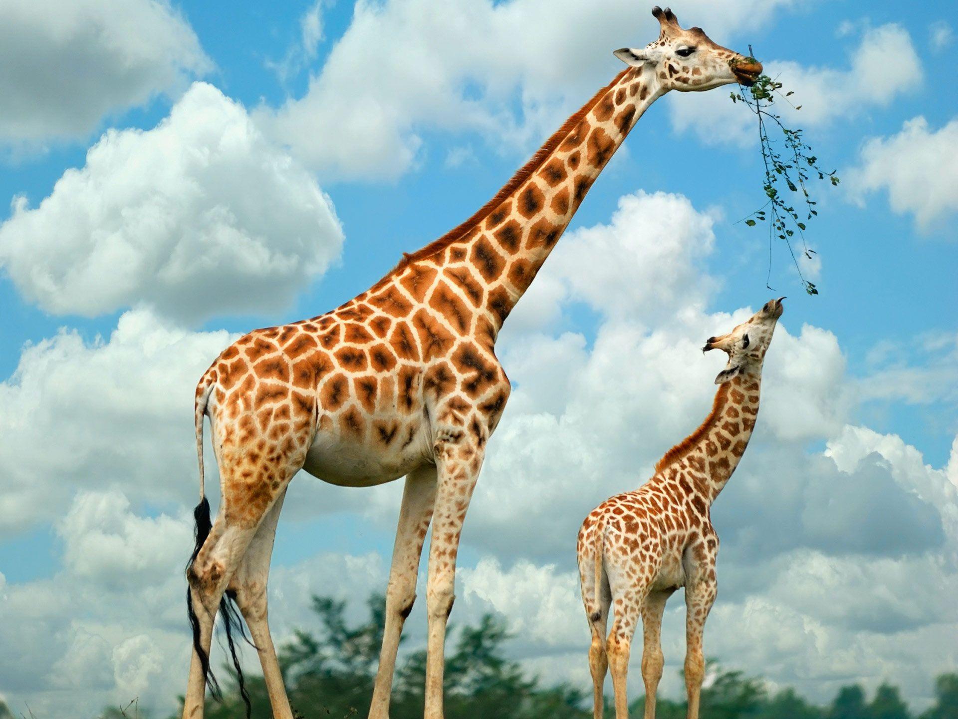 1920x1440 Giraffe HD