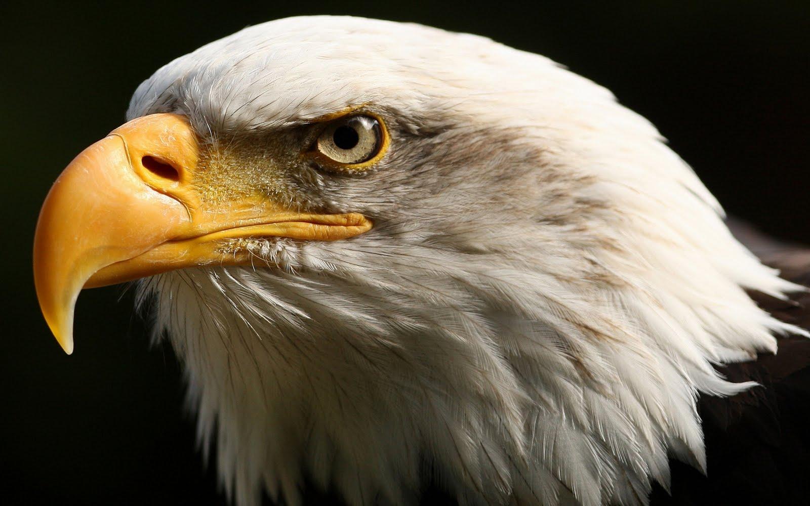 Cool Eagle Wallpapers - Top Free Cool Eagle Backgrounds - WallpaperAccess