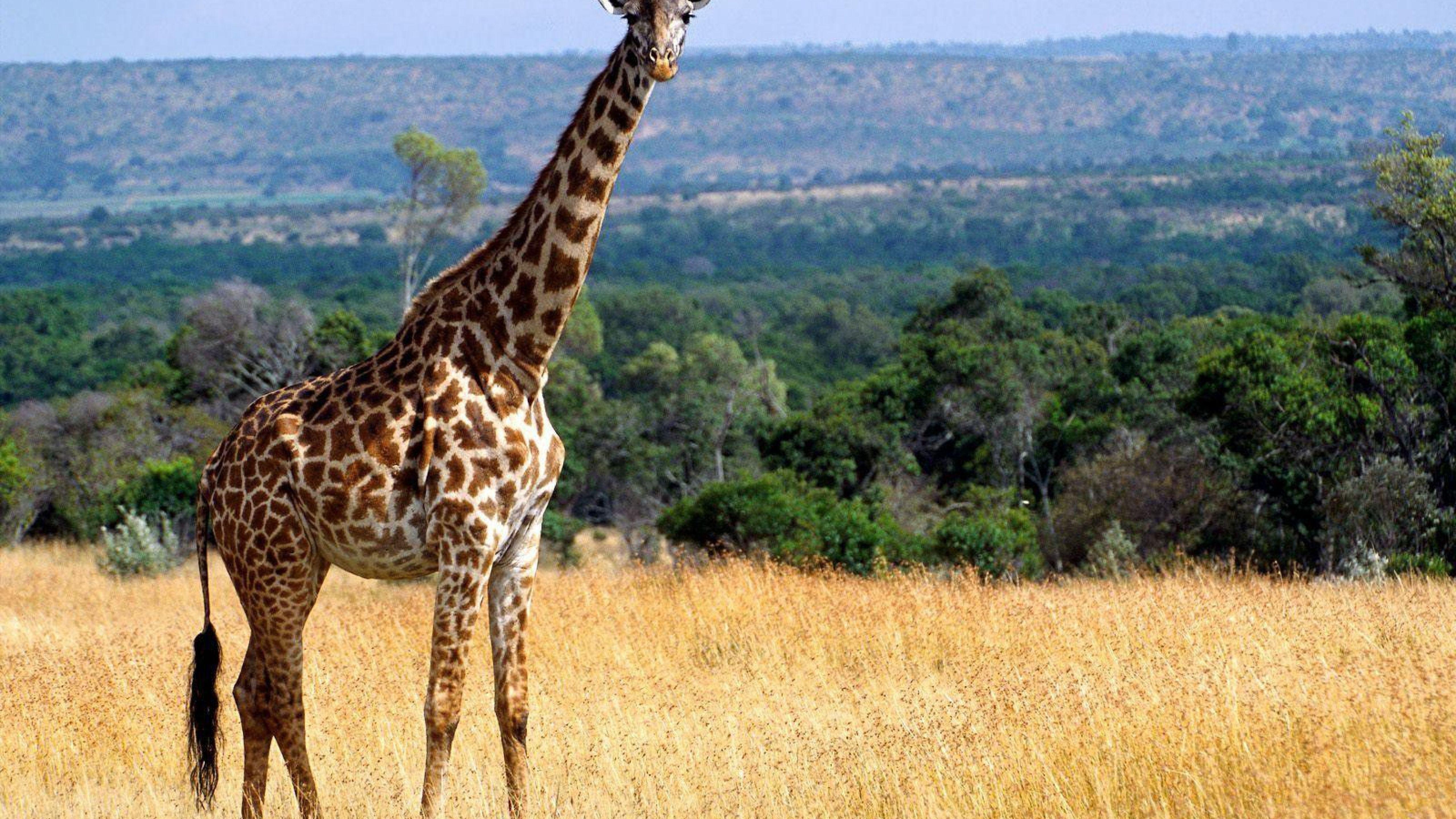 Cool Giraffe Wallpapers - Top Free Cool Giraffe Backgrounds