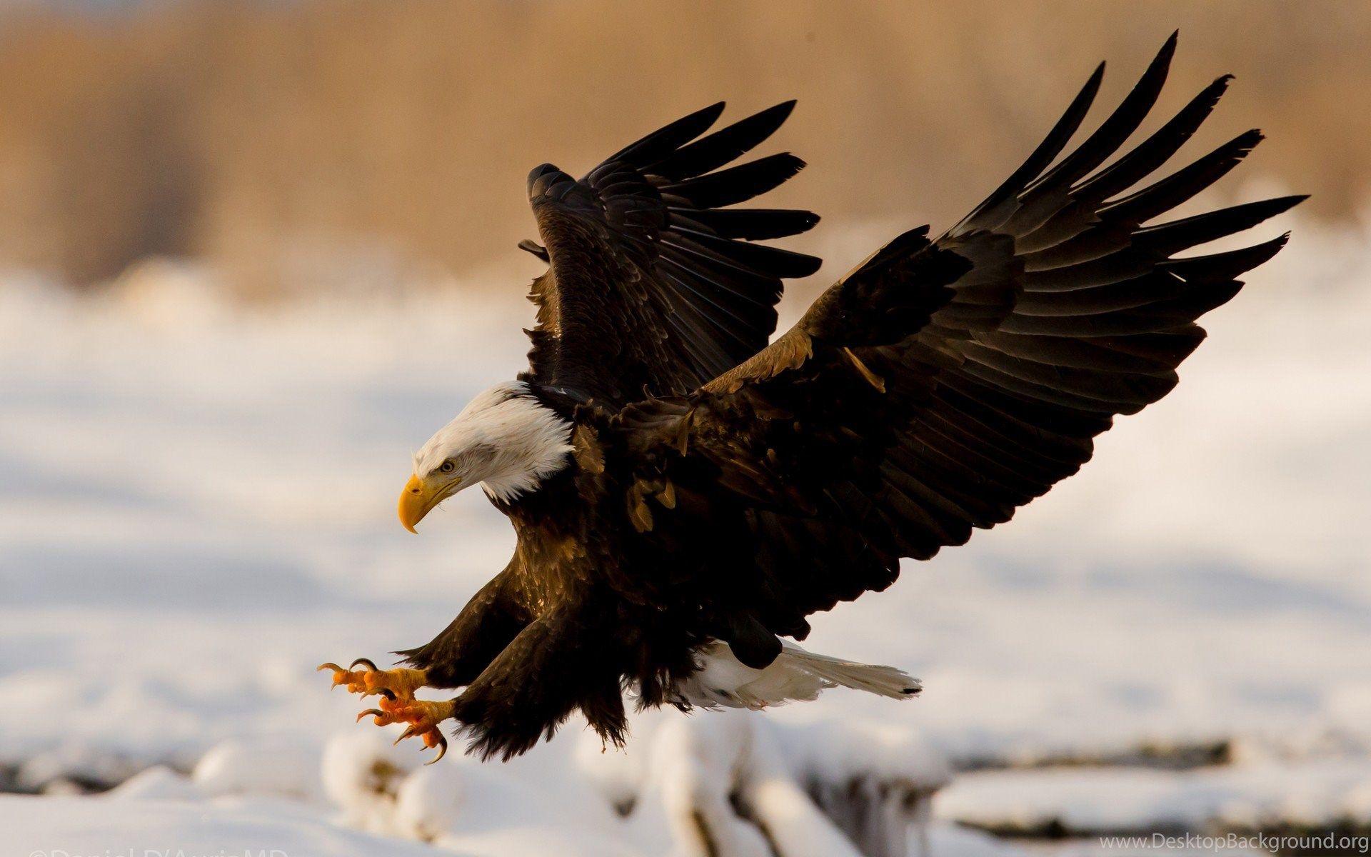 Cool Eagle Wallpapers - Top Free Cool Eagle Backgrounds - WallpaperAccess