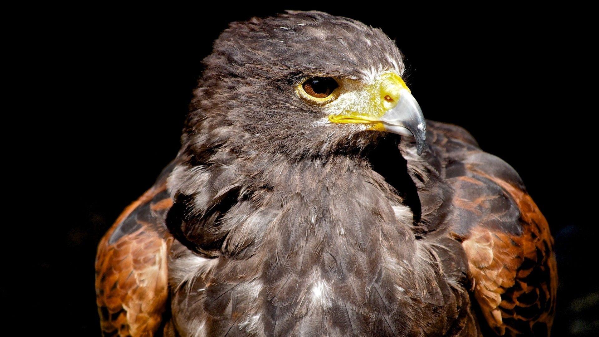 Cool Eagle Wallpapers - Top Free Cool Eagle Backgrounds - WallpaperAccess
