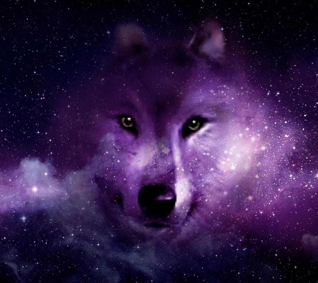 Wolf Galaxy Wallpapers Top Free Wolf Galaxy Backgrounds