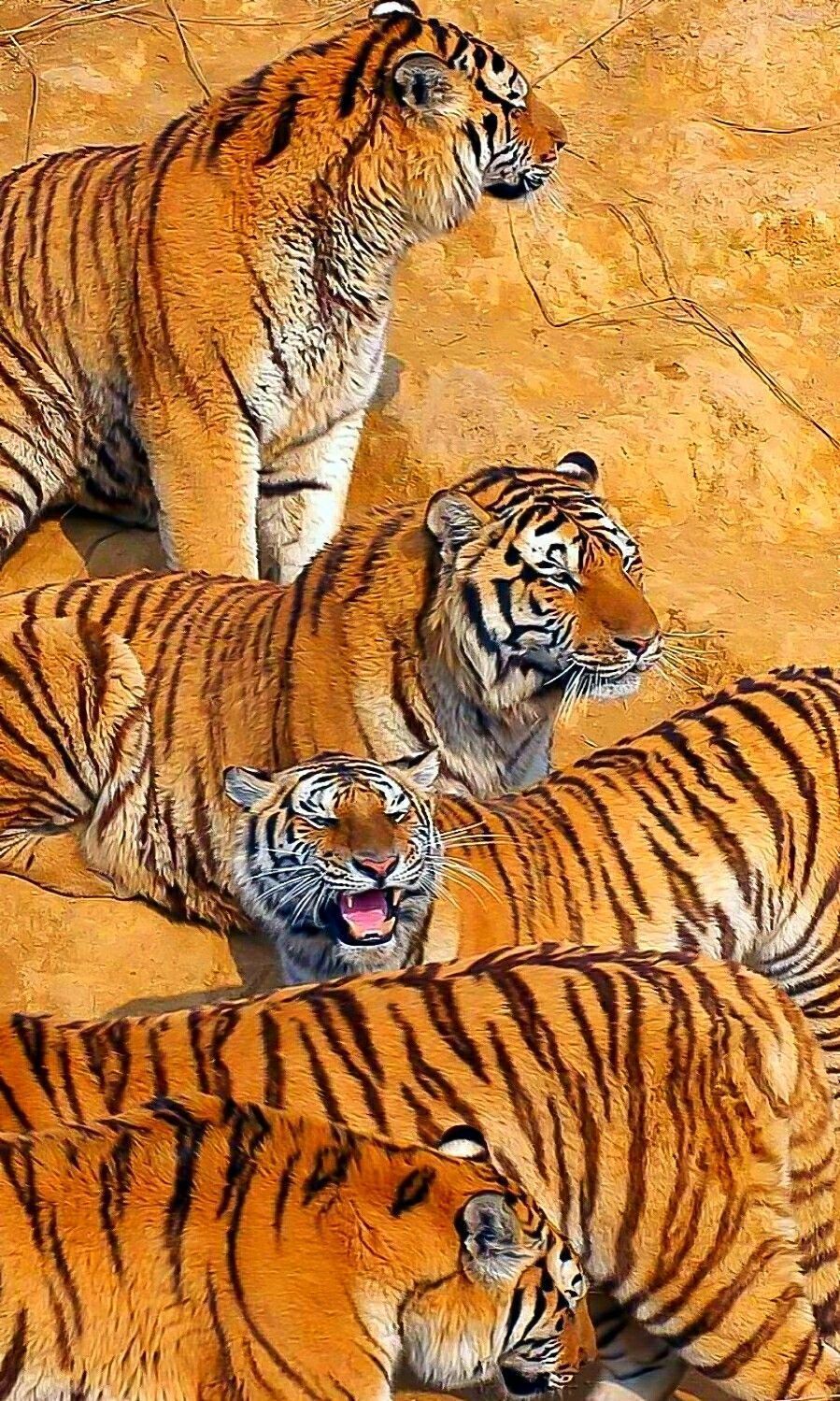 899x1499 Amigo Tigers. Beautiful cats, Big animals, Big cat family