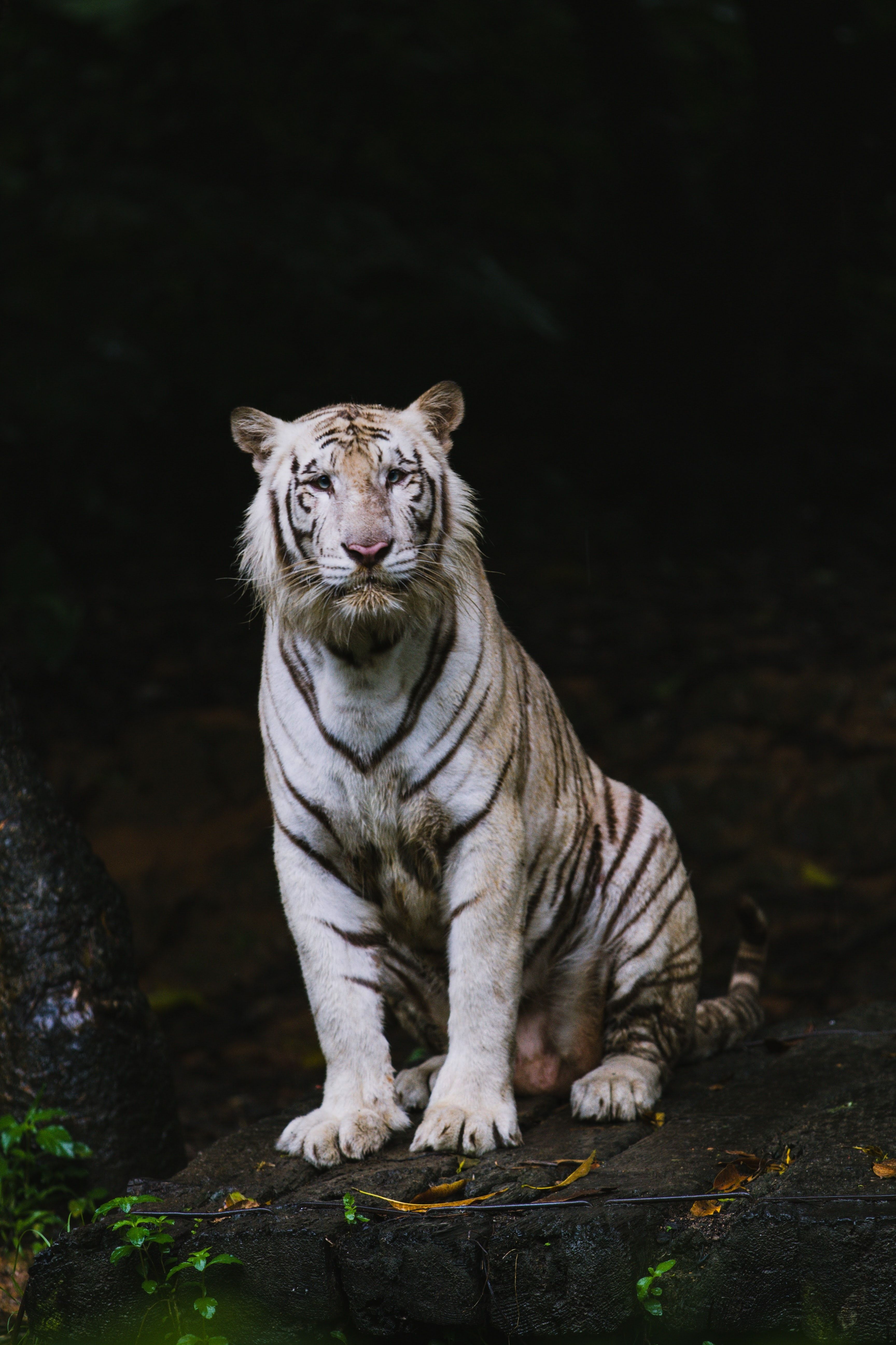 3456x5184 Tiger family Wallpaper Download