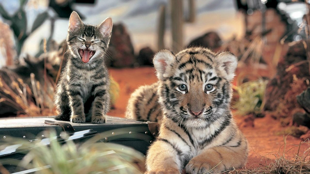 1280x720 Wallpaper tiger, cat, cat family, crying, friendship hd, picture, image