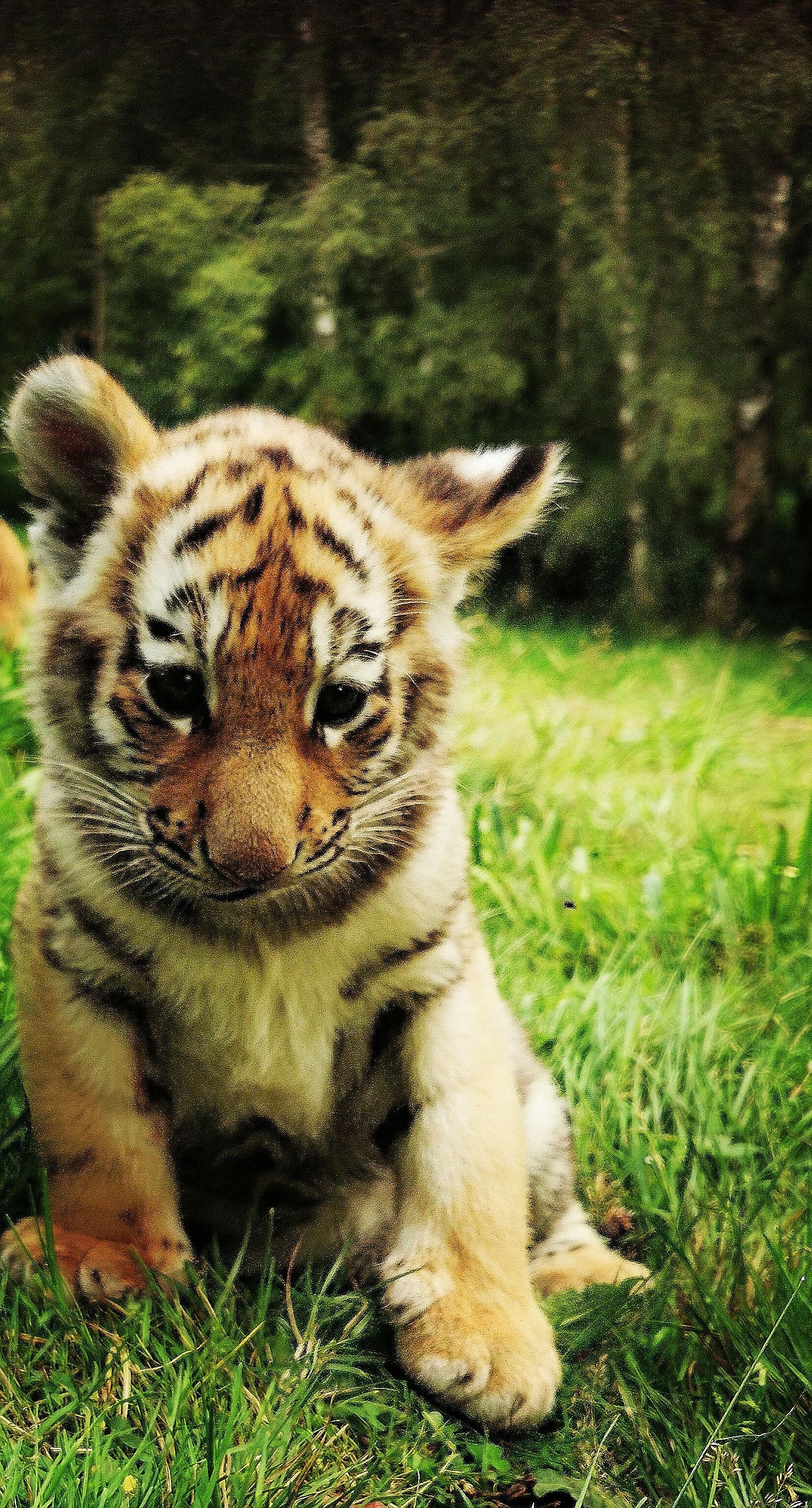 1657x3078 Tiger family updates from keeper Alex. Highland Wildlife Park