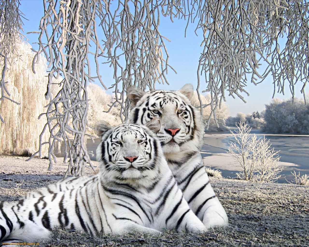 1280x1024 Winter Tiger Desktop Wallpaper 19610