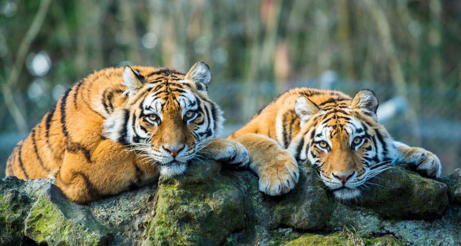 Tiger Family Wallpapers - Top Free Tiger Family Backgrounds ...