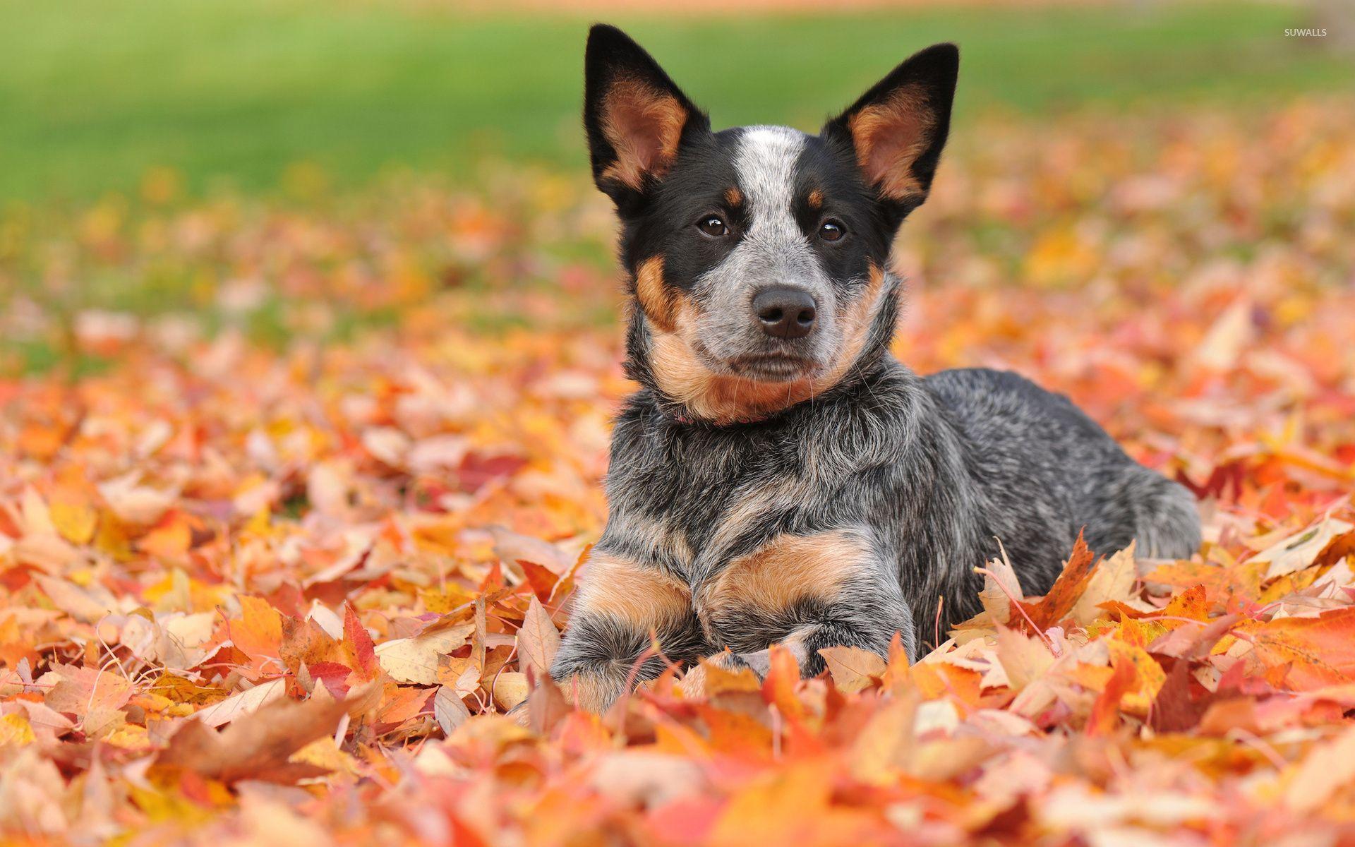 Cute Cattle Dog Wallpapers - Top Free Cute Cattle Dog Backgrounds - WallpaperAccess