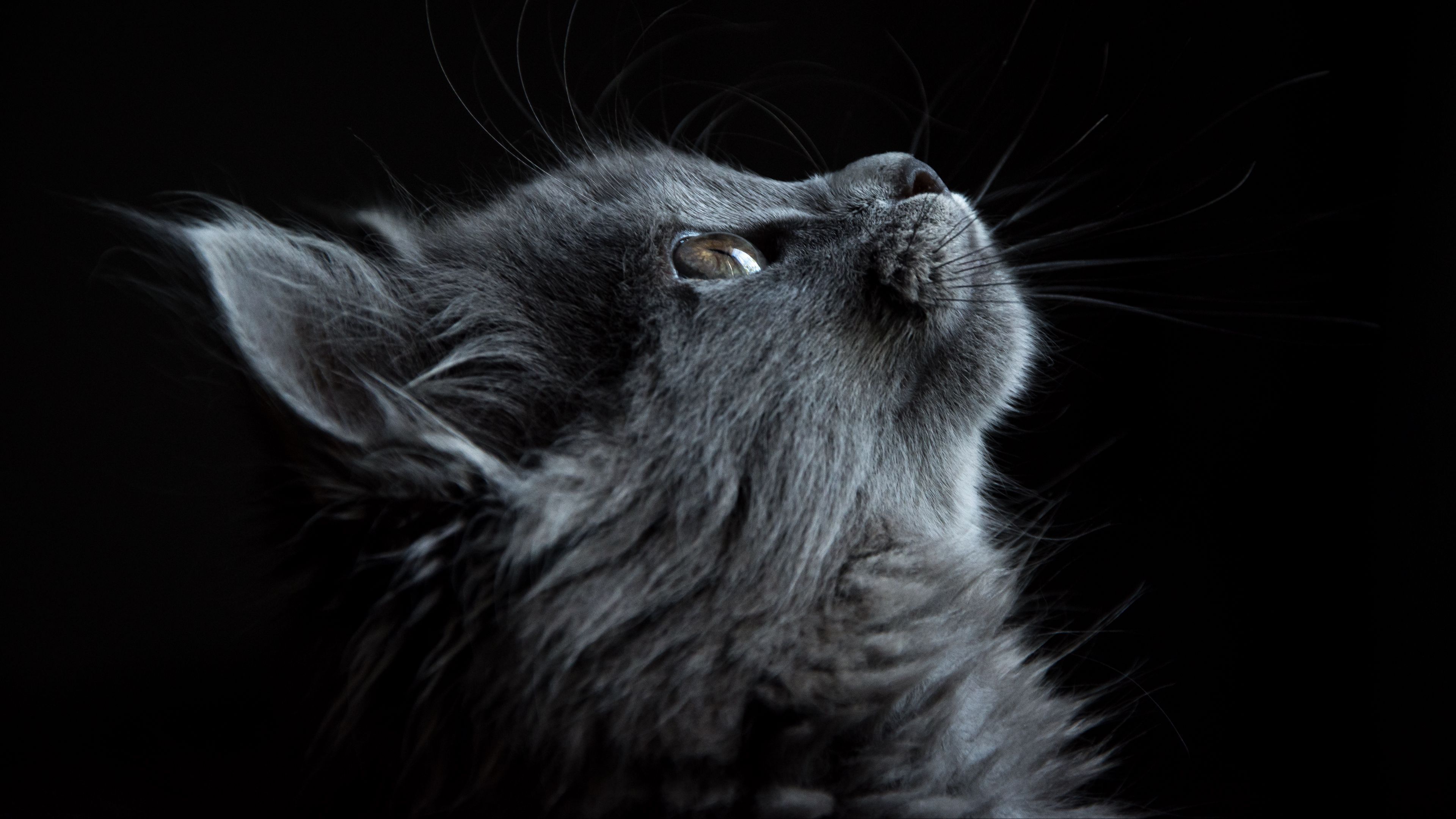 3840x2160 cat, muzzle, profile, black background, 4k HD Wallpaper