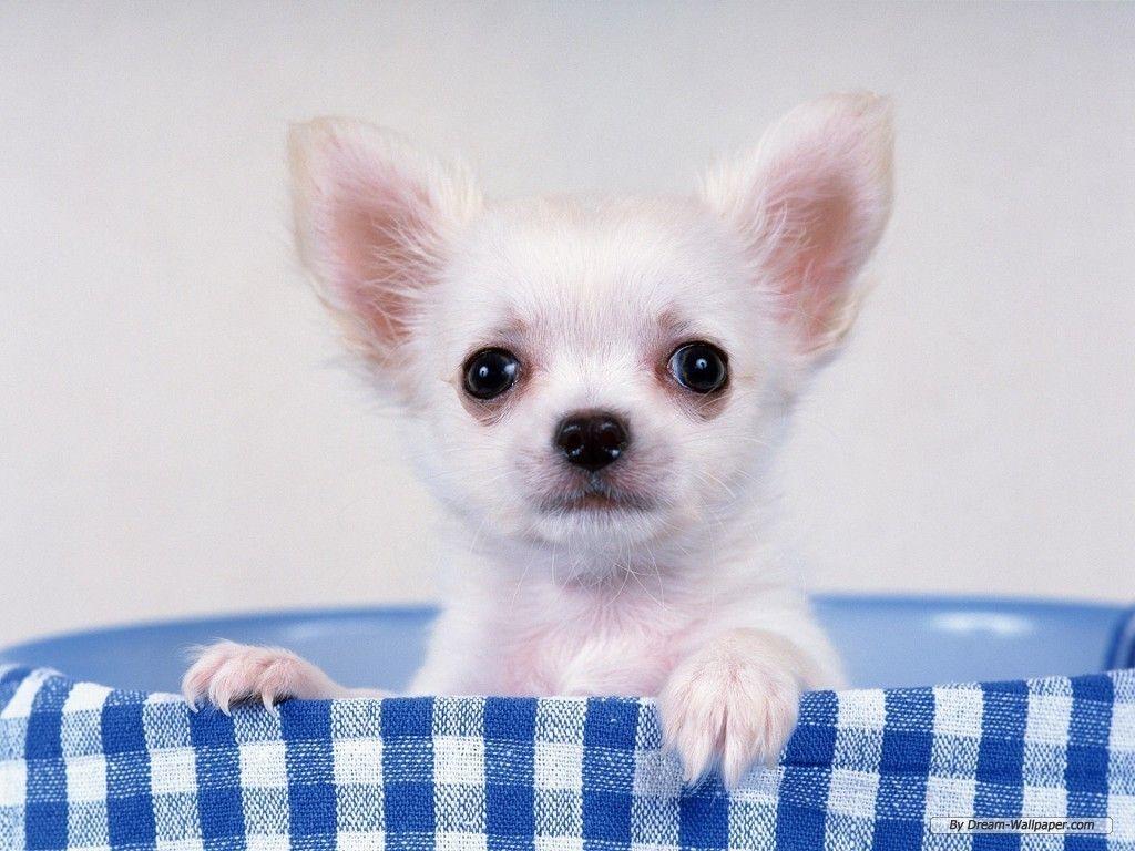 1024x768 Chihuahua Dogs Wallpaper