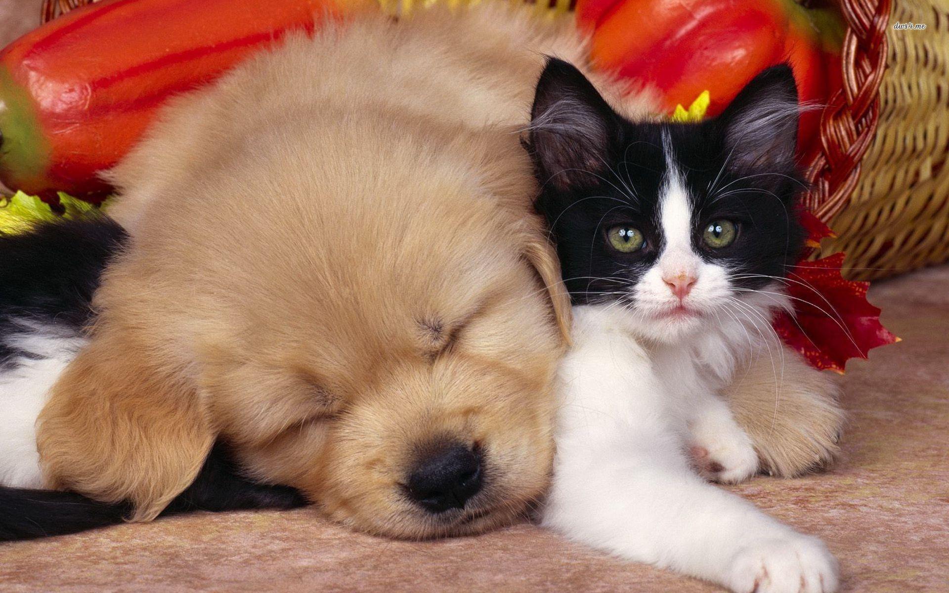 Cute Dog and Cat Wallpaper  PixelsTalkNet