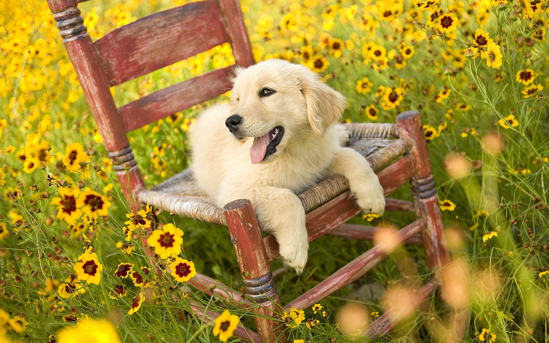 Nền chó cưng mùa hè là một hình ảnh tươi sáng và vui nhộn, mang lại cho bạn cảm giác dễ chịu khi nhìn vào. Được thêu vào màn hình điện thoại của bạn, chúng sẽ giúp bạn cảm thấy như đang ở trên một bãi biển xinh đẹp.