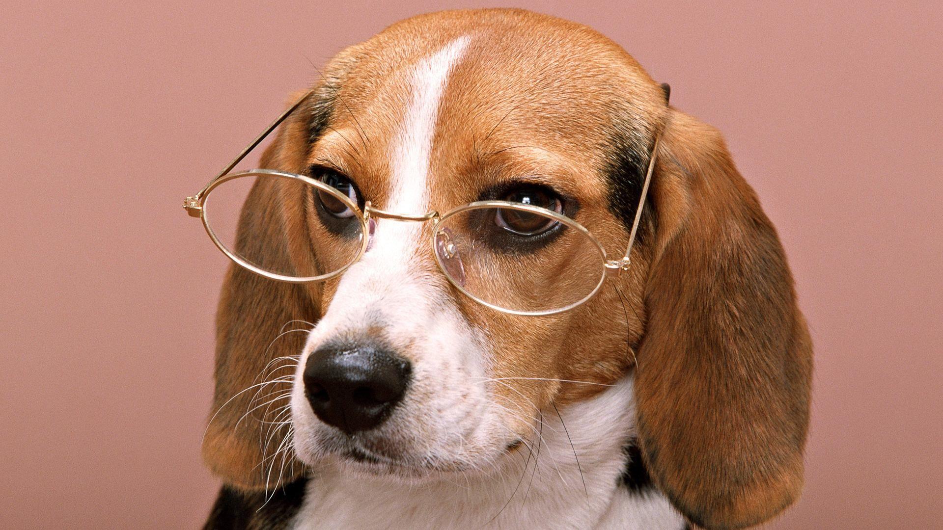 Image result for dog with glasses