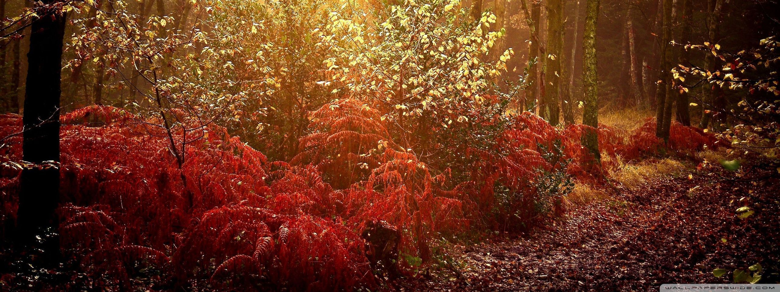 2560x960 Dual Monitor Autumn Wallpaper