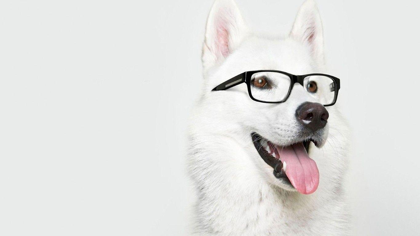Dog with Glasses Wallpapers Top Free Dog with Glasses Backgrounds