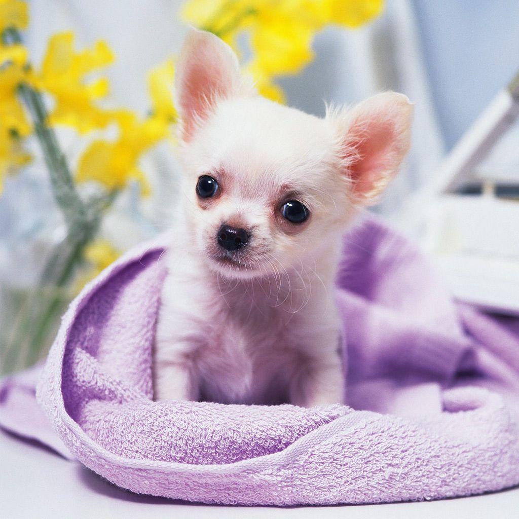 1024x1024 Chihuahua Wallpaper