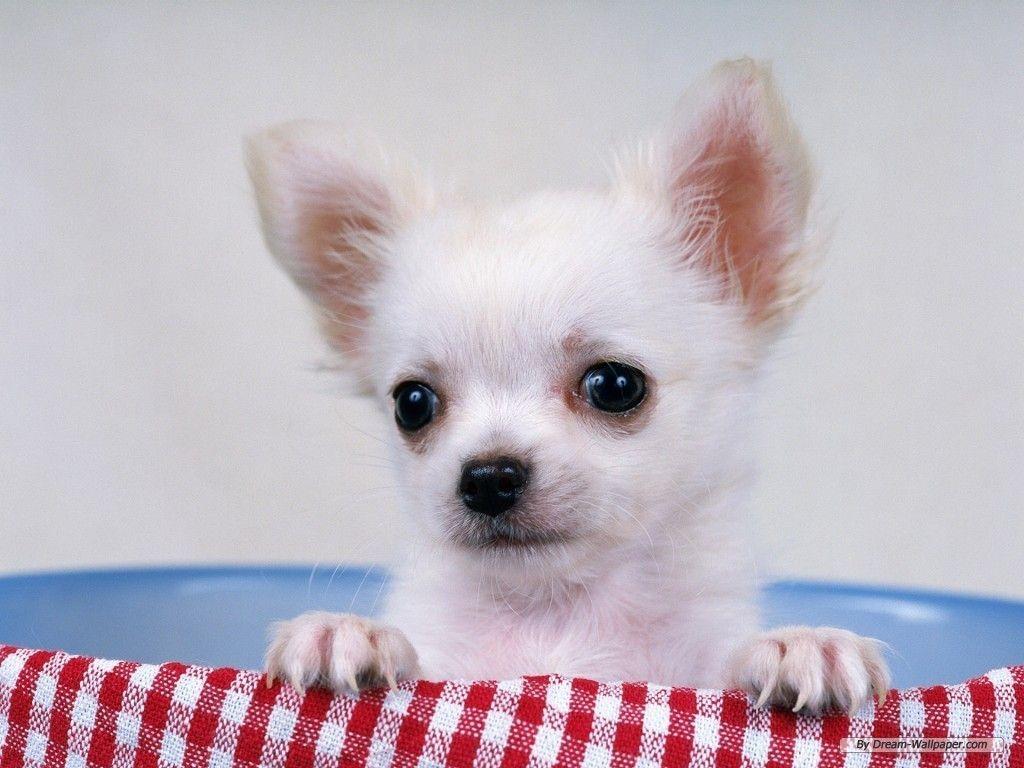 1024x768 Dogs image Chihuahua Wallpaper HD wallpaper and background