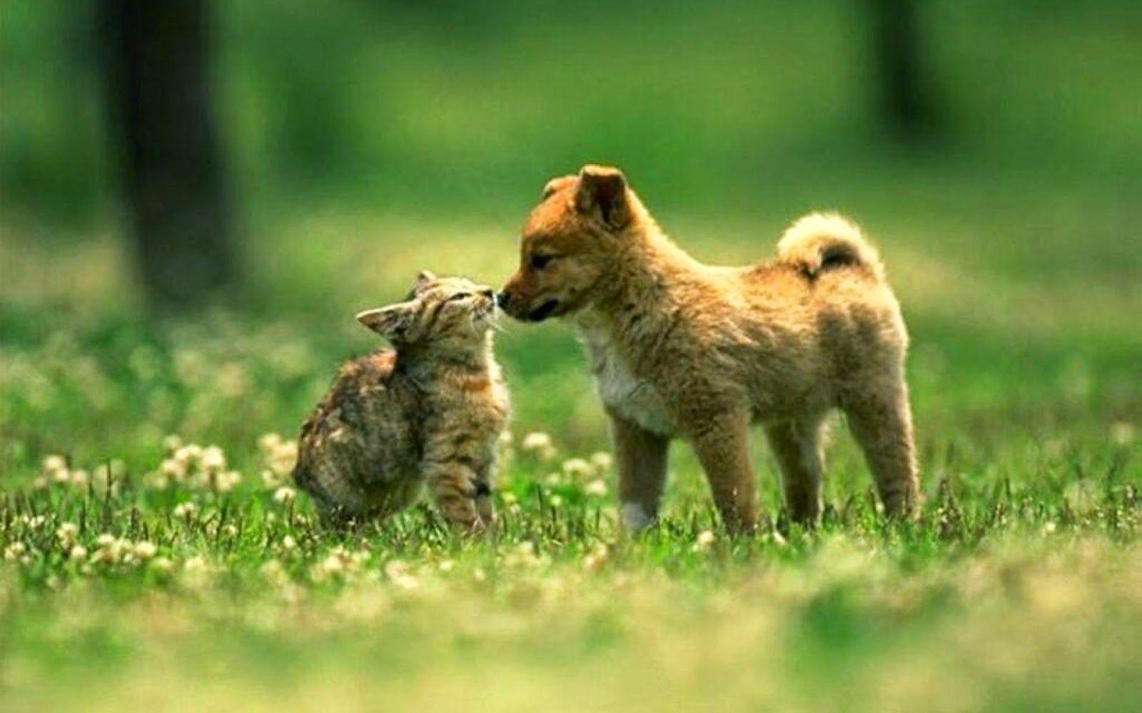 Cute Cats and Dogs Wallpapers - Top Free Cute Cats and Dogs ...
