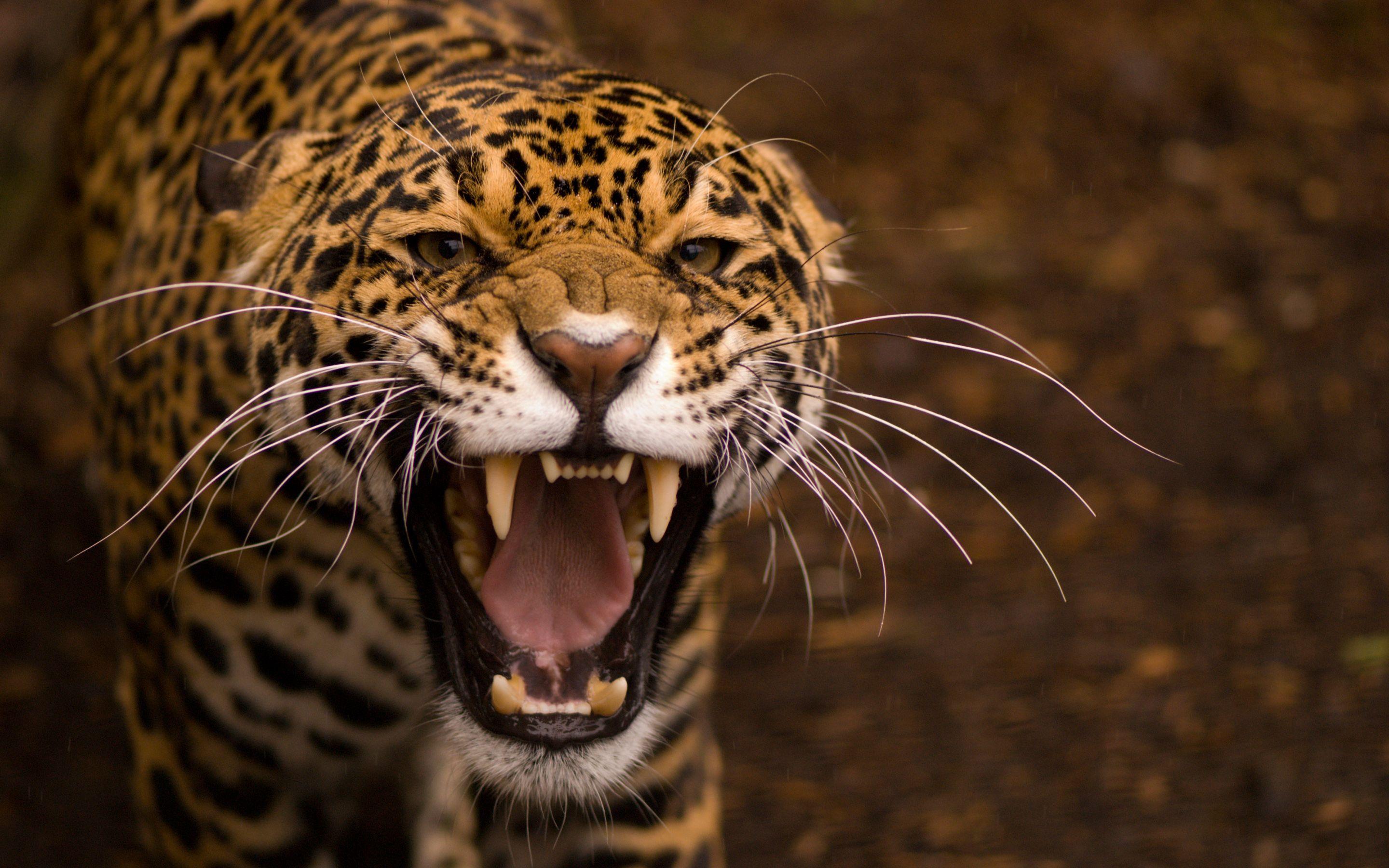 2880x1800 Jaguar HD Wallpaper and Background Image
