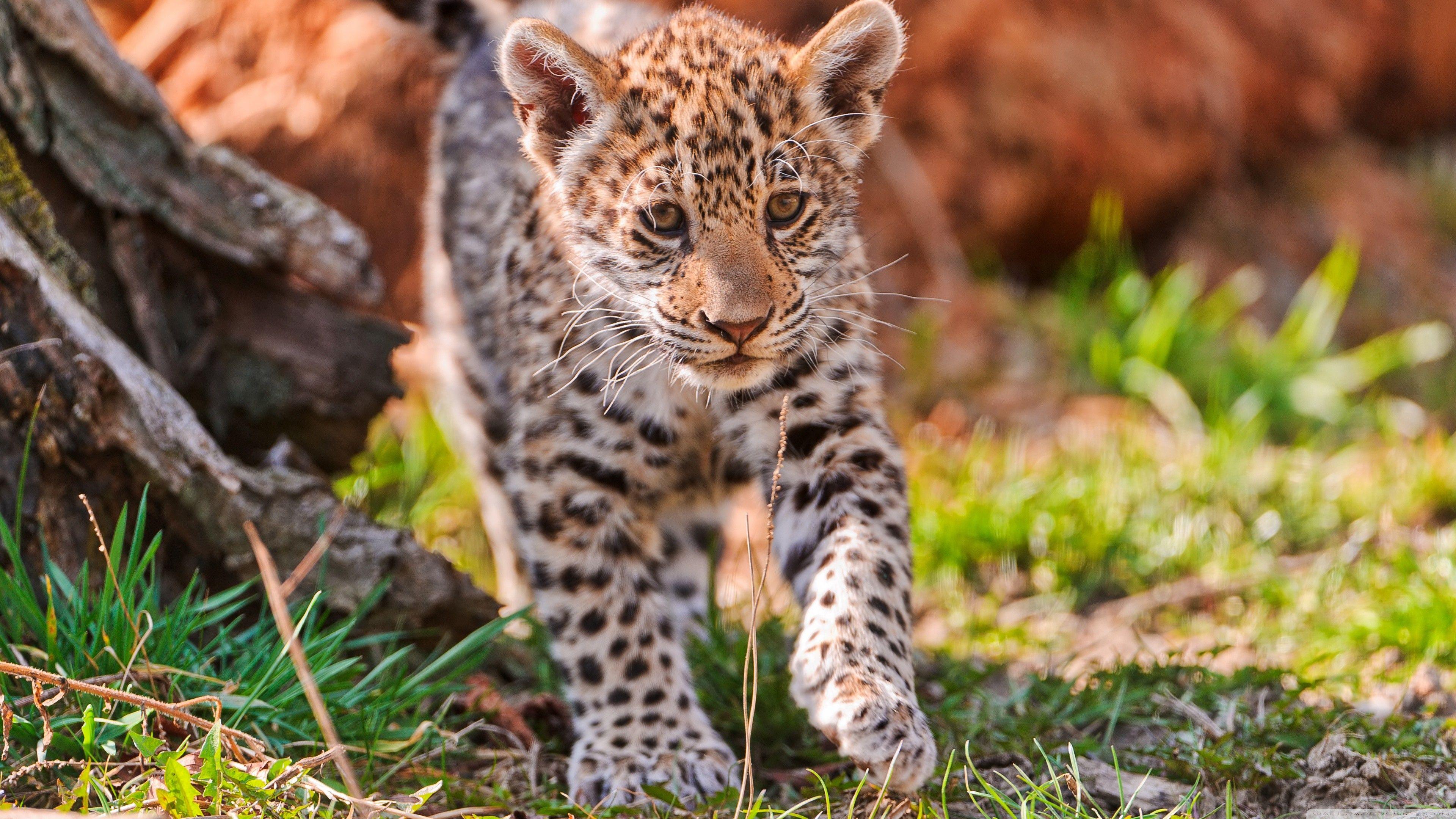 3840x2160 Wallpaper Jaguar, wild nature, cute, animal, Animals