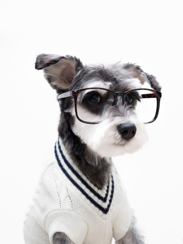 780x1040 Hipster Puppy Cute Wallpaper