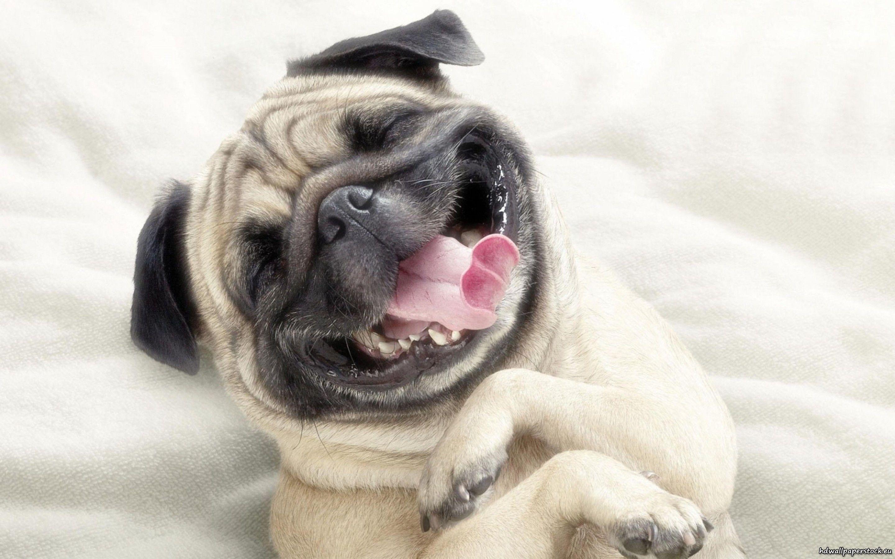 Cute Pug Dog Wallpapers - Top Free Cute Pug Dog Backgrounds -  WallpaperAccess