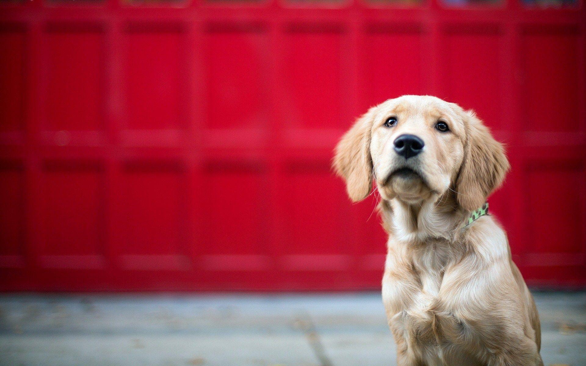 1920x1200 Dog sleeping in the summer wallpaper Collection