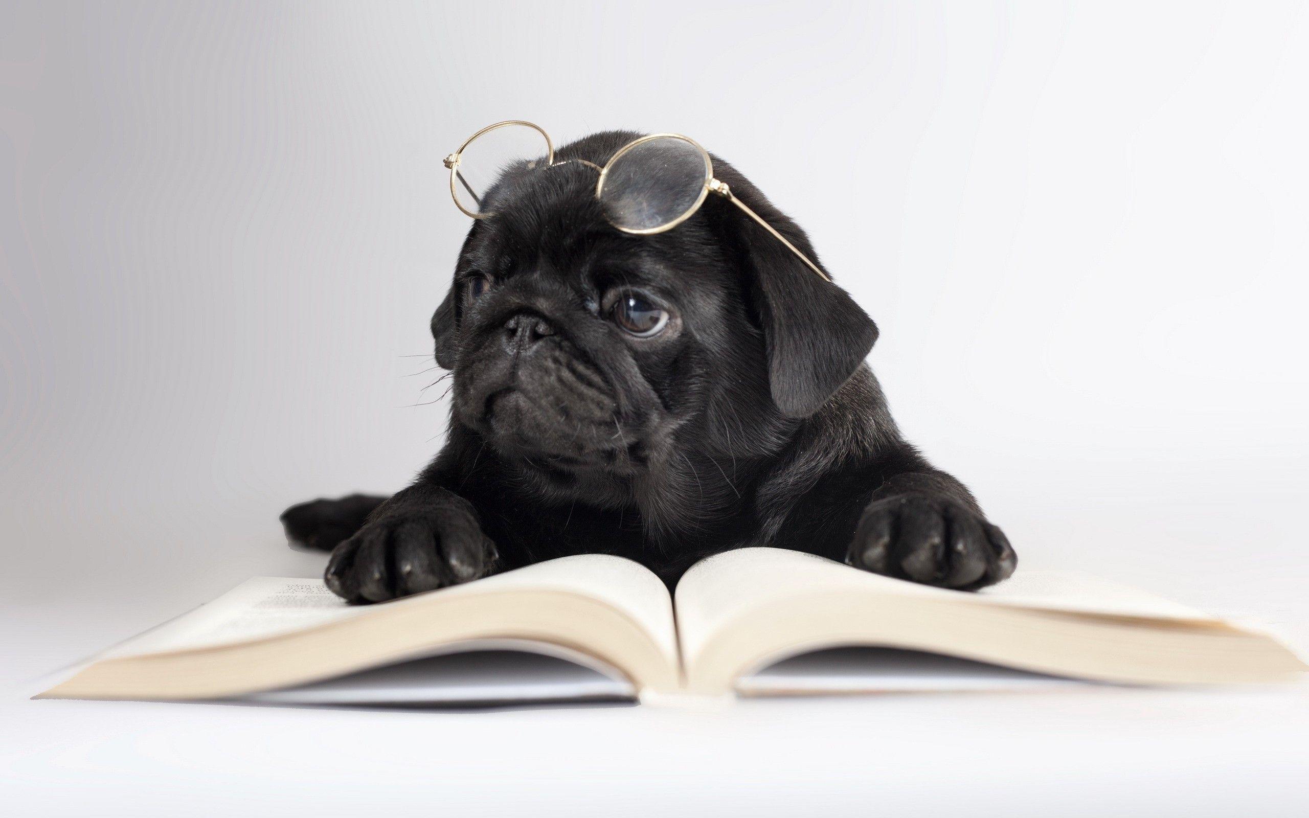 2560x1600 Beautiful, Black, Puppy, Glasses, Widescreen, High