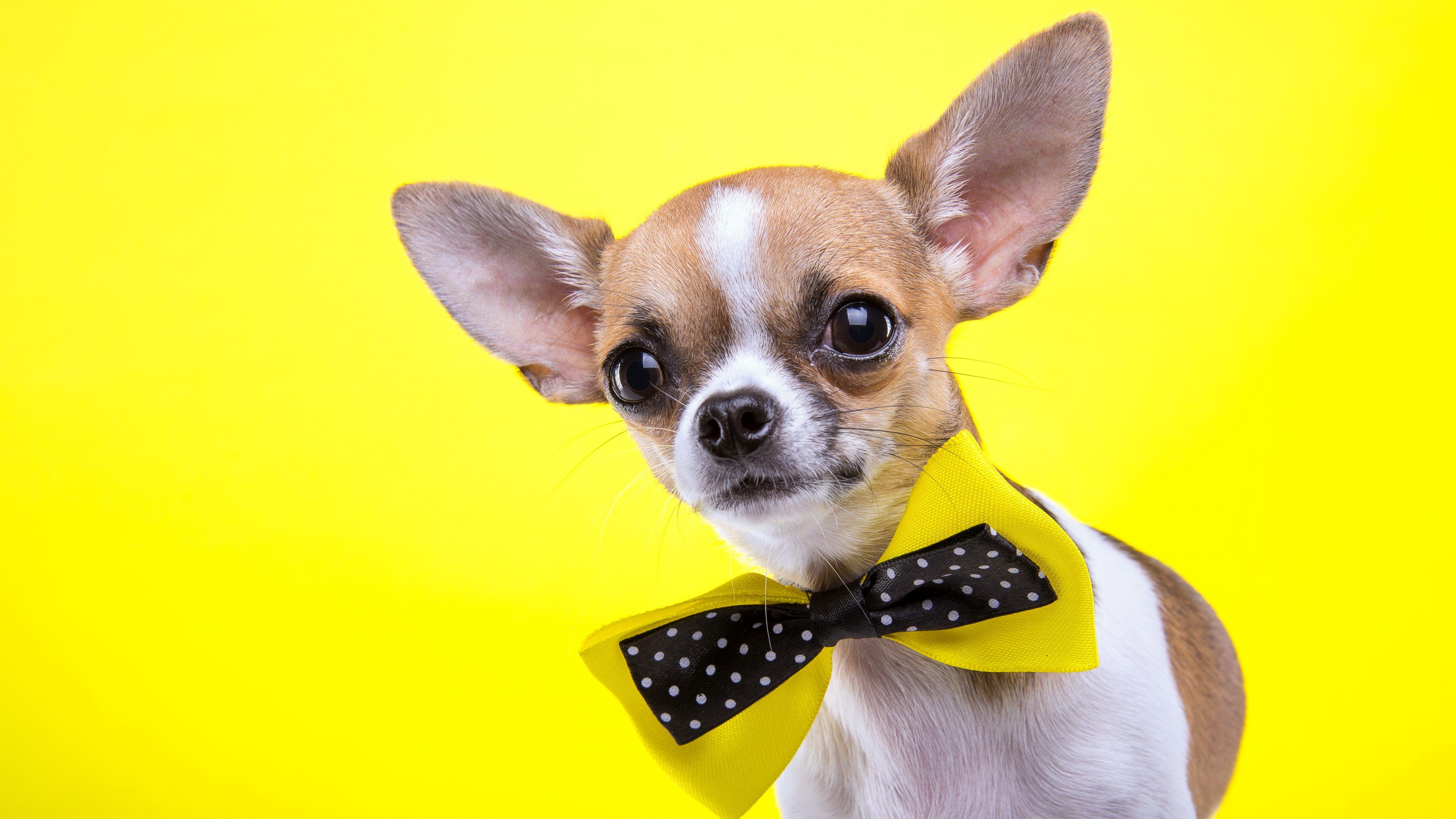 5120x2880 Wallpaper Chihuahua, dog, cute animals, yellow, 5k, Animals