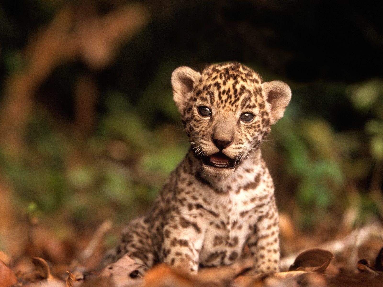 1600x1200 Save the Jaguar! The beautiful predator of the wild needs