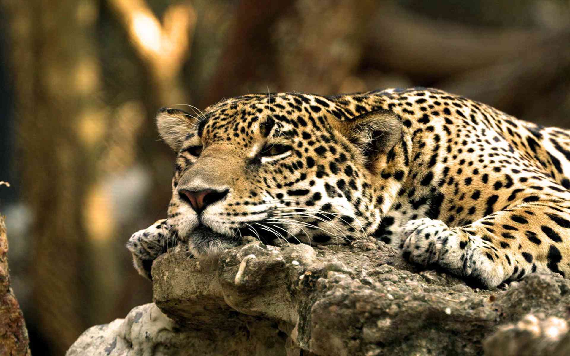 1920x1200 Jaguar Wallpaper