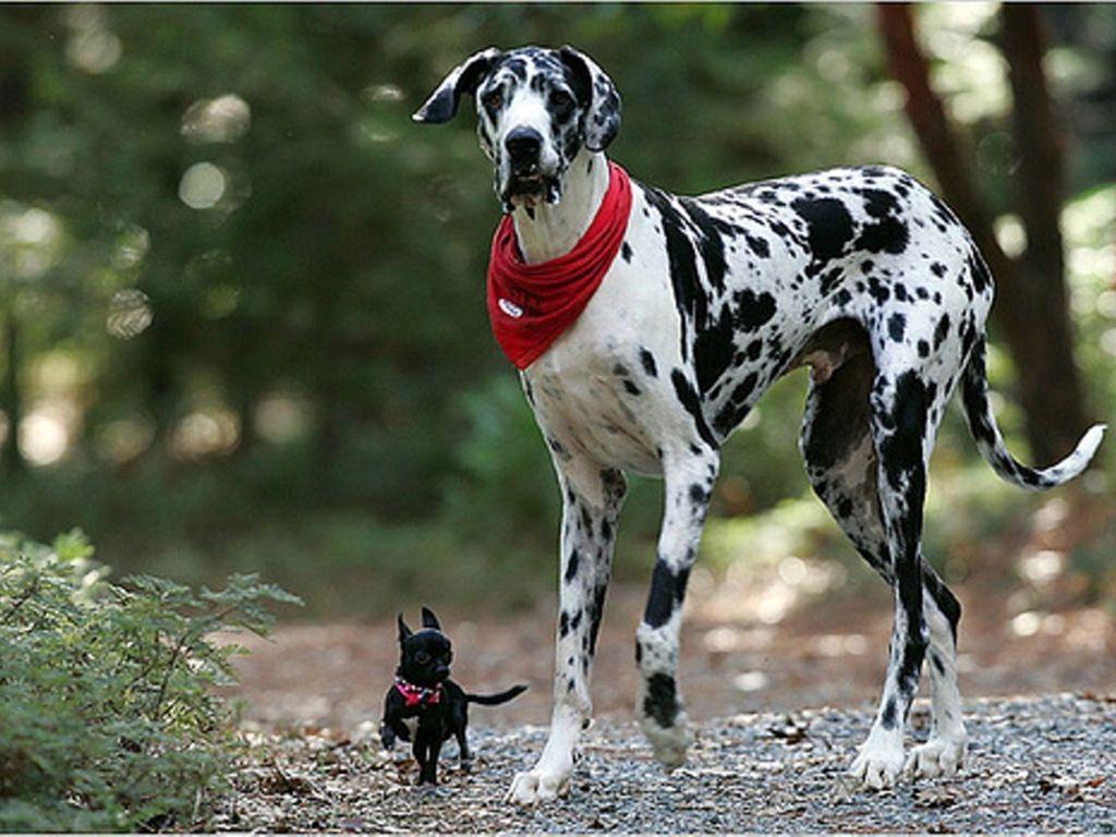 1024x768 Cute Chihuahua and Dalmatian Wallpaper for your Computer Desktop