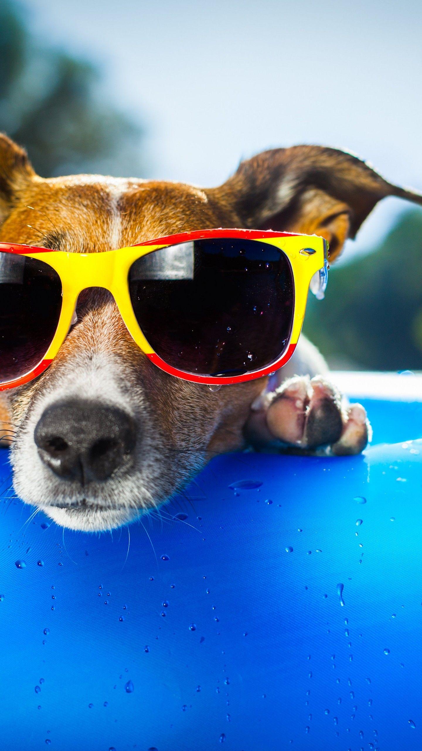 1440x2560 Wallpaper Dog, puppy, duck, glasses, drops, summer, resort