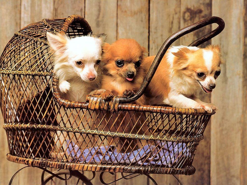 1024x768 Cute Chihuahua for your Computer Desktop