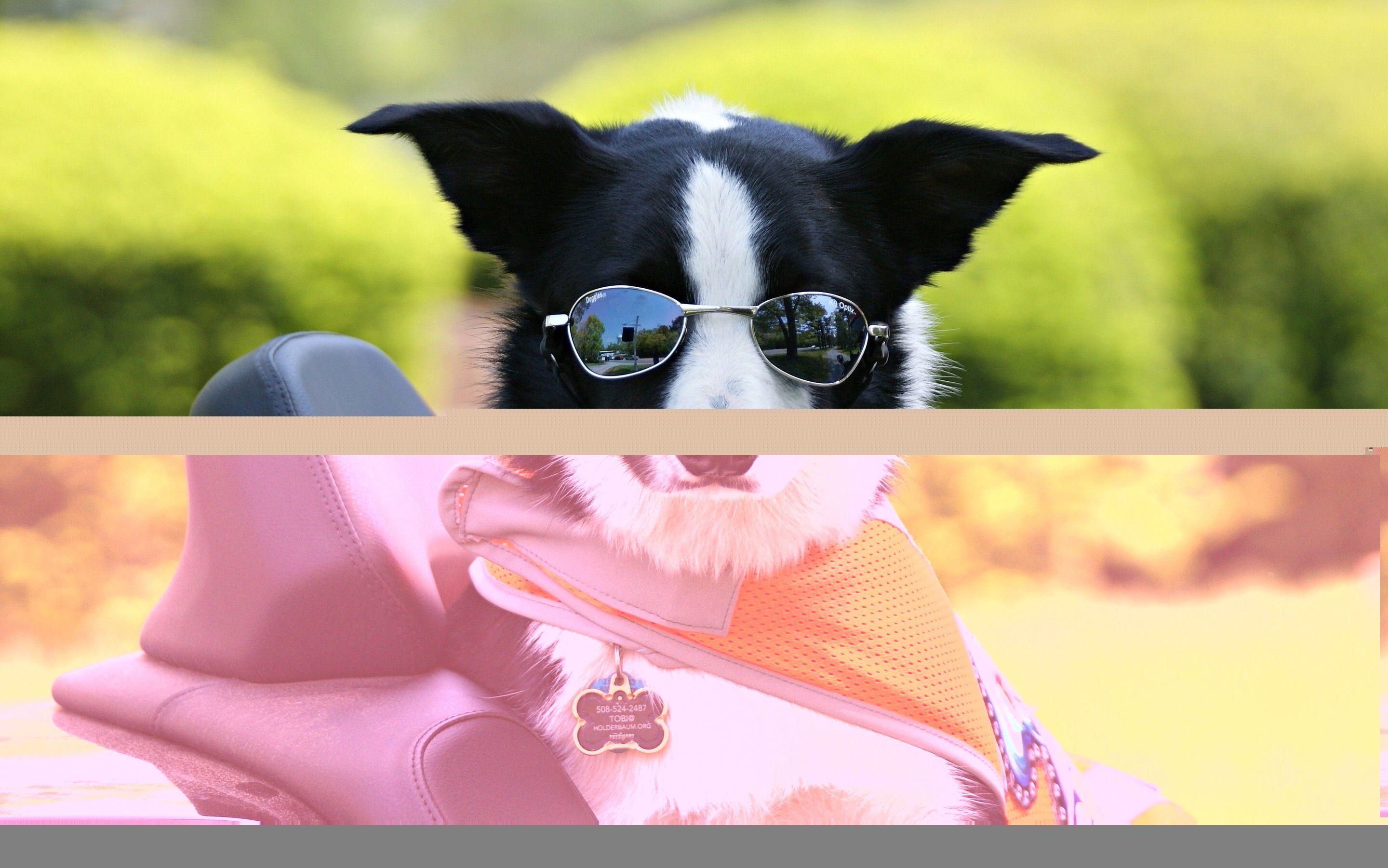 2880x1801 خلفية كلب مضحك مع النظارات الشمسية HD