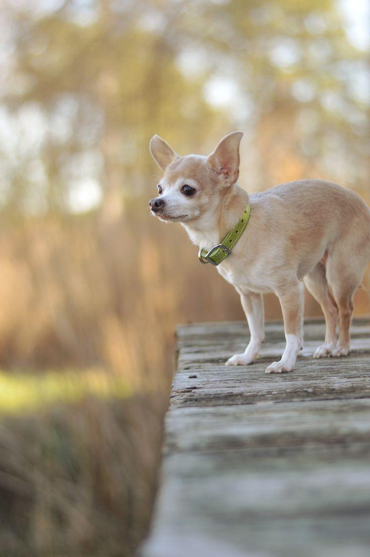 736x1106 Breed Of Chihuahua cutedogwallpaper.com. Cute Dog