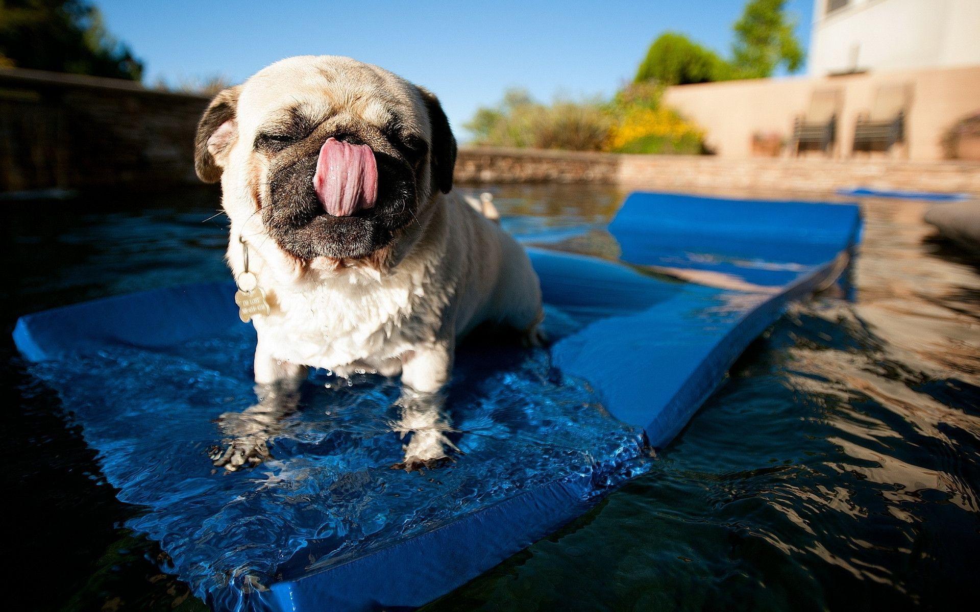 1920x1200 Funny Pug Wallpaper