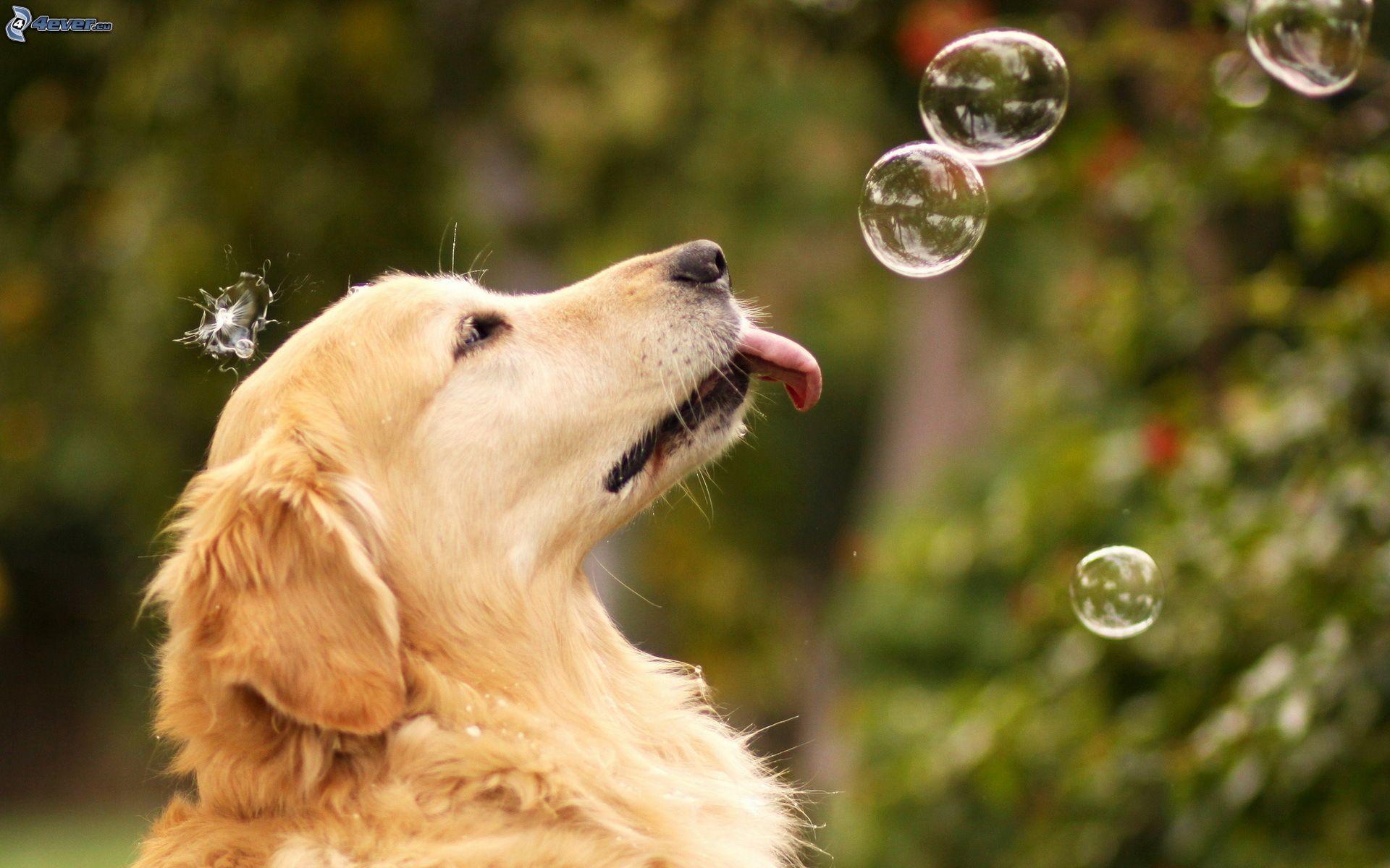 1920x1200 cute golden retriever wallpaper Wallpaper 35950328