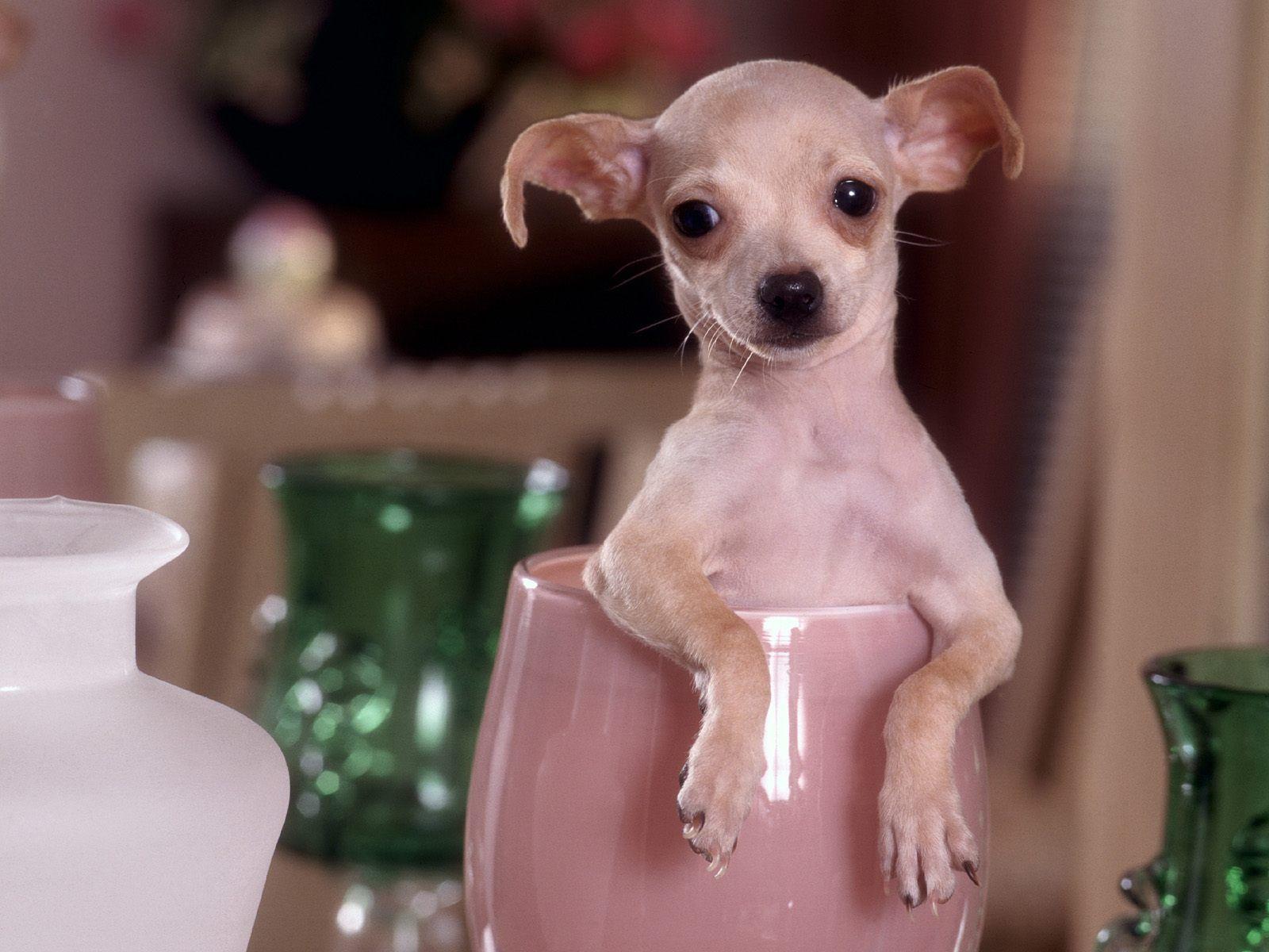 1600x1200 Dogs image Cute Chihuahua :) HD wallpaper and background