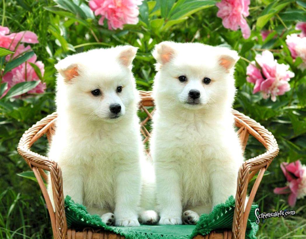 1048x820 Cute Dogs Wallpaper Puppy. The Last Wallpaper