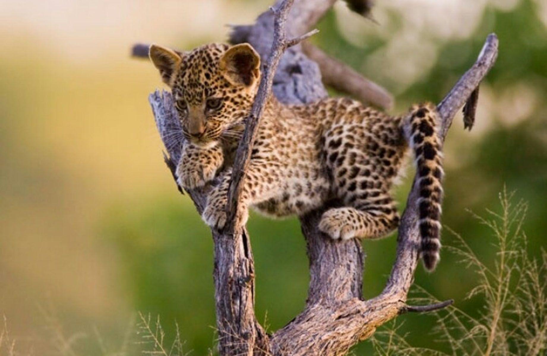 1842x1200 Baby Jaguar wallpaper