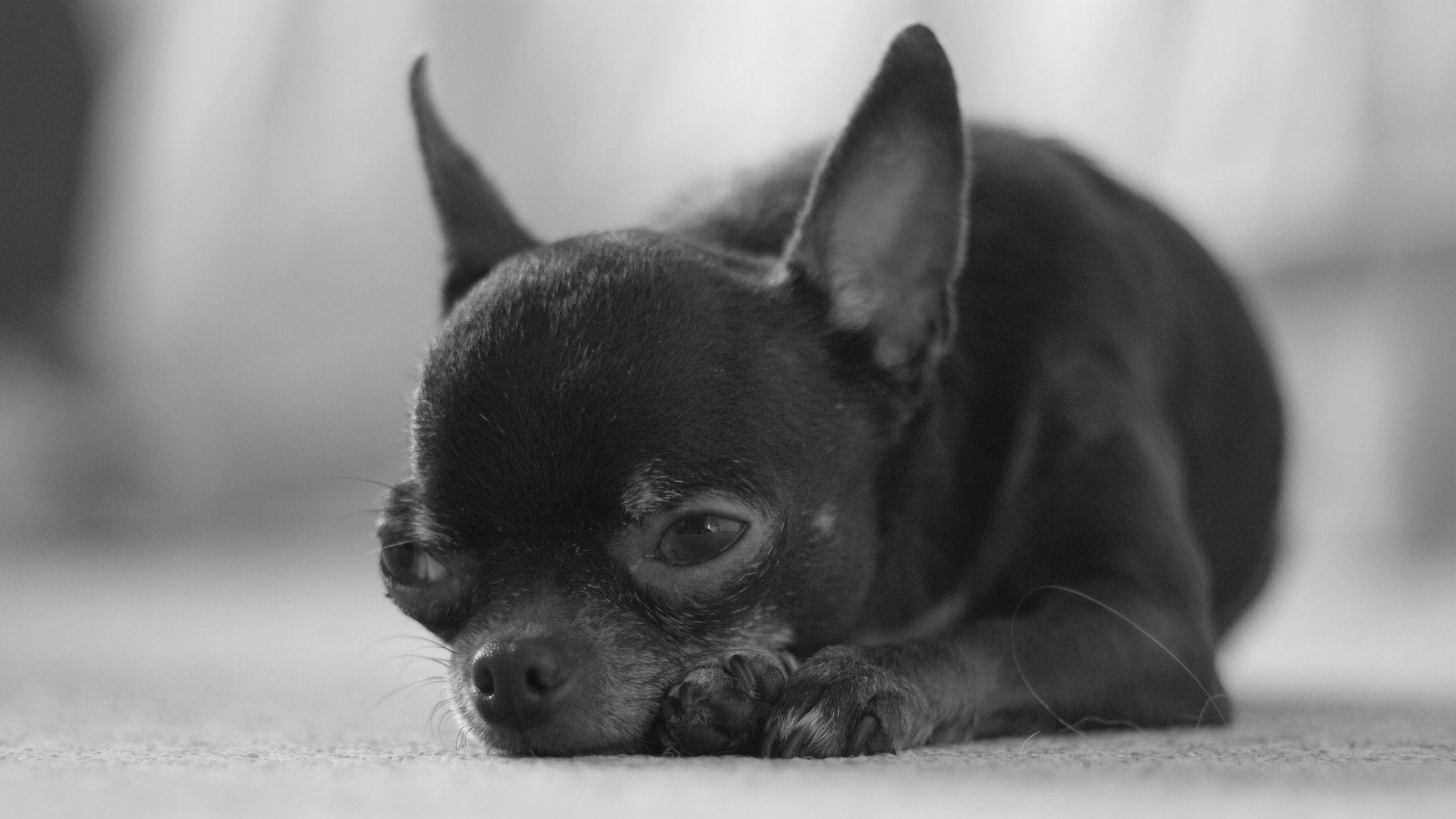 2560x1440 Black Chihuahua Dog Free HD Picture. An I Mals