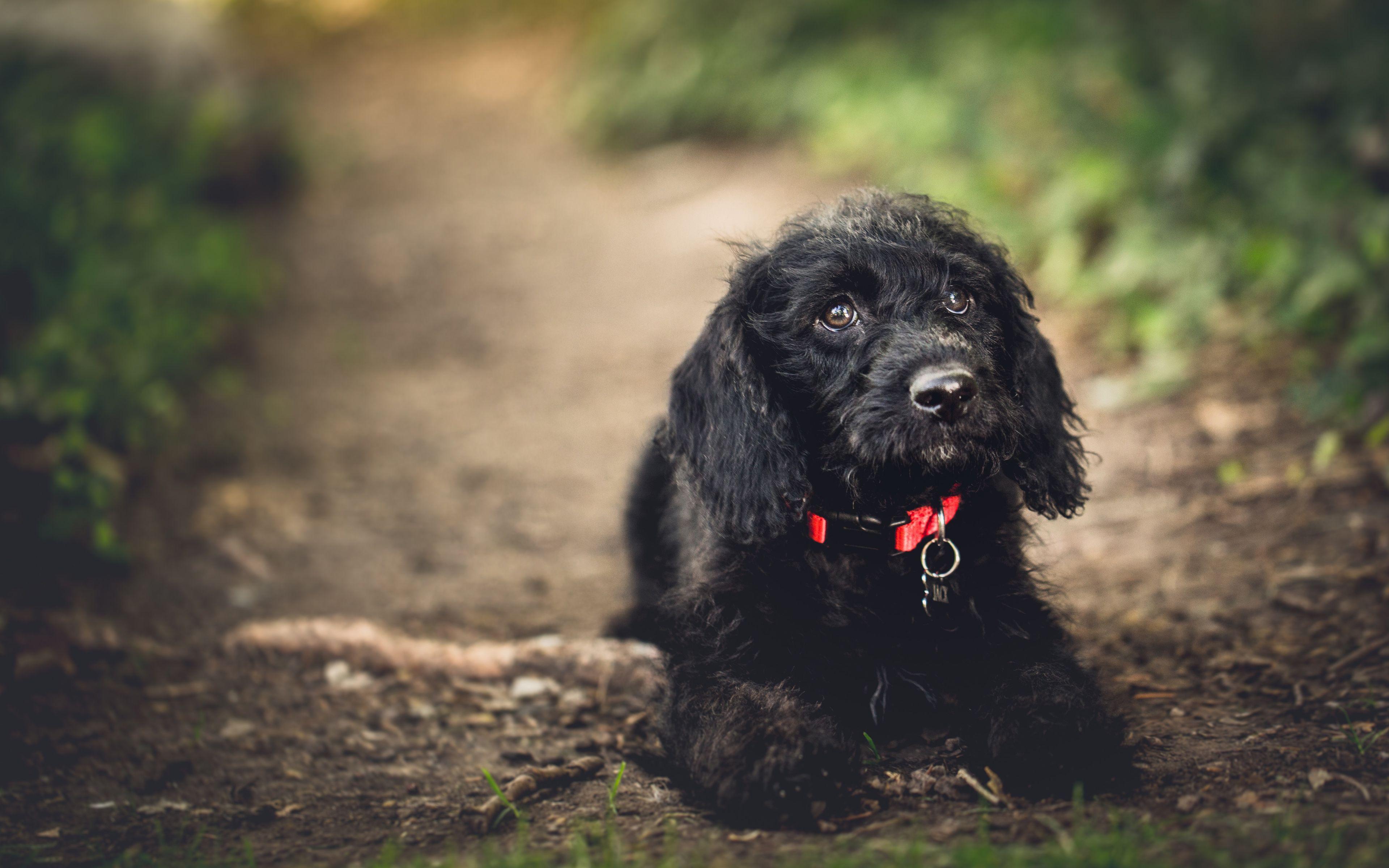 3840x2400 Download wallpaper Barbet, 4k, puppy, forest, dogs, summer