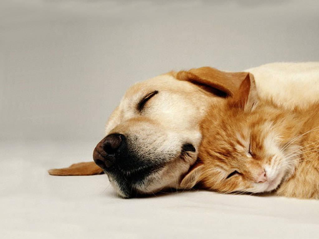 1024x768 Cats and dogs background, pets wallpaper