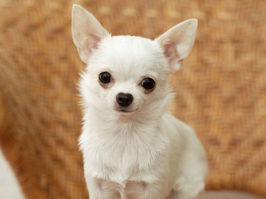 1024x768 all new pix1: Chihuahua Wallpaper HD