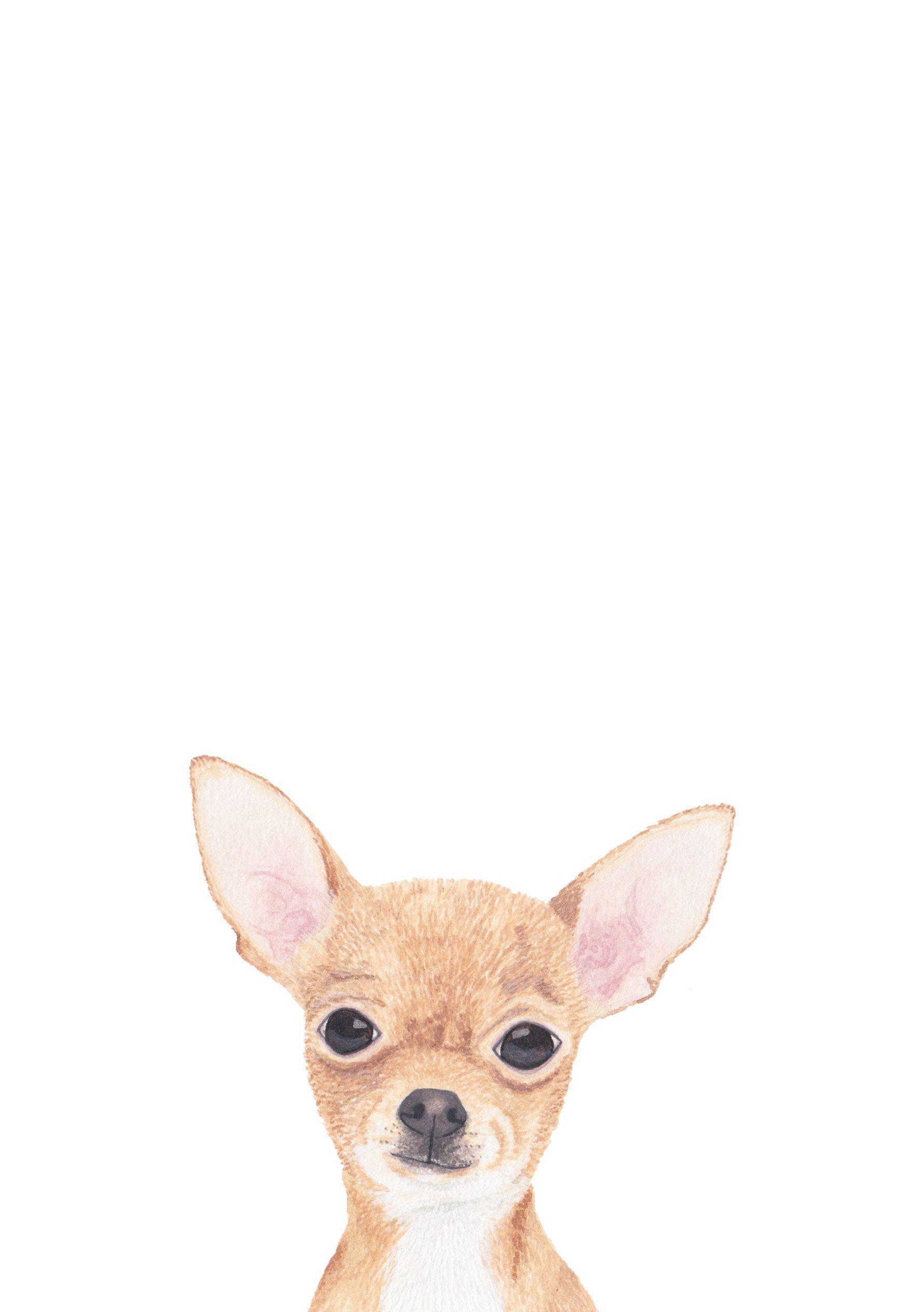 1781x2528 Chihuahua Illustration by Louise Jewel #chihuahua