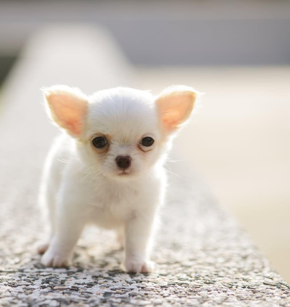 really cute chihuahuas